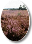 Urlaub in Schneverdingen in der Lüneburger Heide.