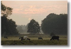 Urlaub in Schneverdingen in der Lüneburger Heide.