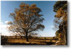 Urlaub in Schneverdingen in der Lüneburger Heide.