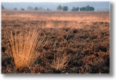 Urlaub in Schneverdingen in der L&uuml;neburger Heide.