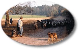 Urlaub in Schneverdingen in der Lüneburger Heide.