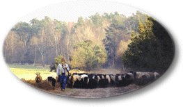 Urlaub in Schneverdingen in der Lüneburger Heide.