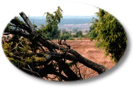 Urlaub in Schneverdingen in der L&uuml;neburger Heide.