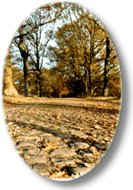 Urlaub in Schneverdingen in der L&uuml;neburger Heide.