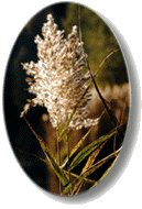 Urlaub in Schneverdingen in der Lüneburger Heide.